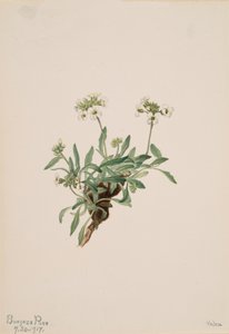 Arabis drummondii, 1917