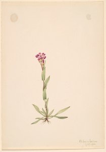 Arabis lyallii, 1916 von Mary Vaux Walcott