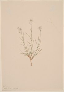 Arenaria formosa