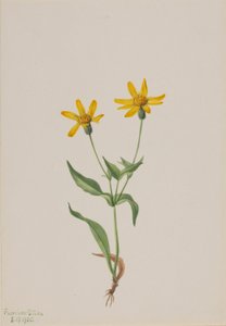 Arnika alpina von Mary Vaux Walcott