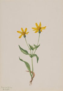 Arnika alpina, 1905 von Mary Vaux Walcott