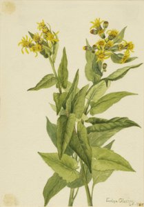 Pfeilblatt-Greiskraut Senecia triangularis, 1916