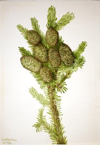 Balsam-Tanne Albies fraseri, 1932