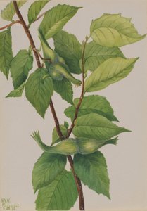 Schnabelhaselnuss Corylus rostrata, 1932