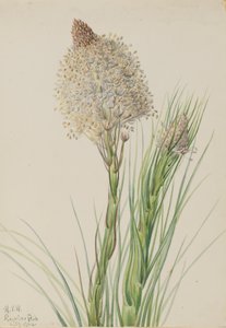 Bärengras, 1924