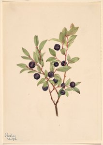 Große Heidelbeere (Vaccinium membranaceum) von Mary Vaux Walcott