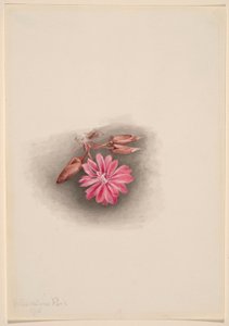 Bitterwurz (Lewisia redivivia)