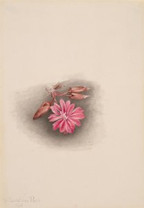 Bitterroot Lewisia redivivia, 1915