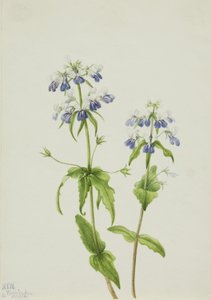 Blauäugige Mary (Collinsia verna) von Mary Vaux Walcott