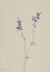 Blauer Rittersporn (Delphinium nuttallianum)