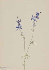 Blauer Rittersporn (Delphinium nuttallianum)