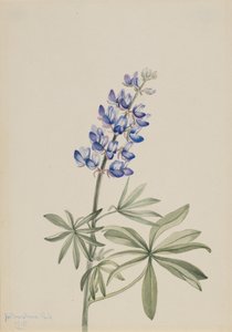Blauer Lupine Lupinus argenteus, 1915