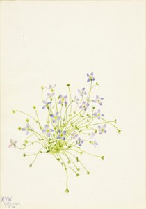 Bluets Houstonia serpyllifolia, 1934 von Mary Vaux Walcott