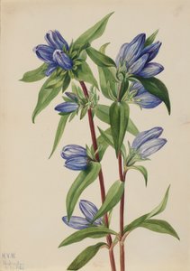 Flaschenenzian Gentiana saponaria, 1924 von Mary Vaux Walcott