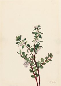 Box Heidelbeere (Gaylussacia brachycera) von Mary Vaux Walcott