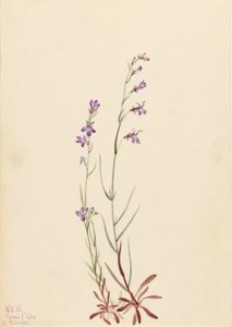 Bach-Lobelie (Lobelia kalmii) von Mary Vaux Walcott