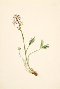 Fieberklee Menyanthes trifoliata von Mary Vaux Walcott