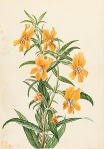 Buff Monkeyflower (Diplacus longiflorus)