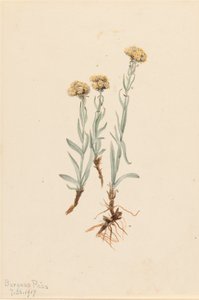 Buff Pussytoes Antennaria luzuloides, 1917 von Mary Vaux Walcott