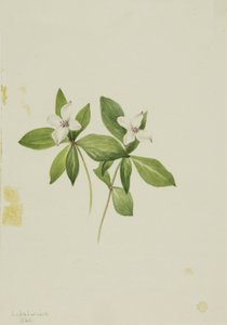 Knöterich Cornus canadensis, 1902 von Mary Vaux Walcott