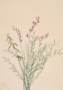 Burgess-Milchkraut Astragalus bourgovii, 1922