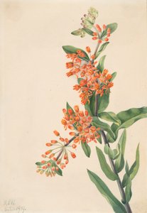 Schmetterlingskraut Asclepias tuberosa
