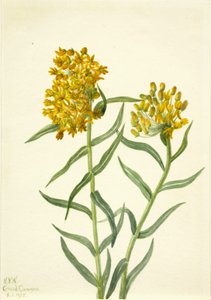 Schmetterlingskraut Ascelpias tuberosa