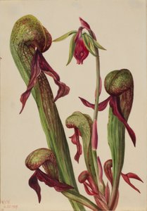 Kalifornische Kannenpflanze (Chrysamphora californica)
