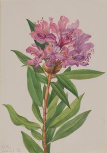 Kalifornische Rhododendron californicum, 1933 von Mary Vaux Walcott