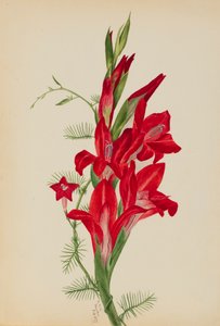 Cannas und Zypressenwinde Canna-Arten und Ipomoea quamoclit, 1877