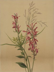 Kardinalblume Lobelia cardinalis, 1878