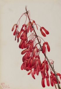 Carolina-Ahorn