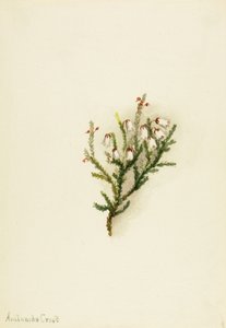Cassiope Cassiope mertensiana, ca. 1900-1905 von Mary Vaux Walcott