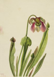 Catesby-Schlauchpflanze Sarracenia catesaei, 1929