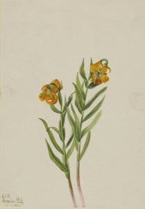 Columbia-Lilie Lilium columbianum, 1925