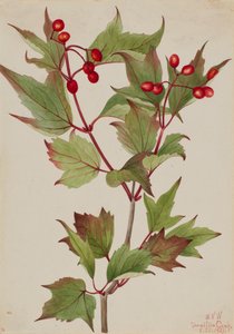Cranberrybush Viburnum pauciflorum, 1923 von Mary Vaux Walcott
