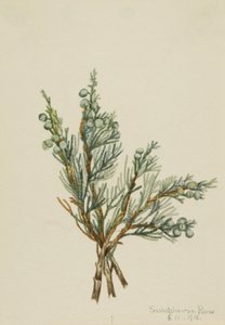 Kriechender Wacholder Juniperus horizontalis, 1918 von Mary Vaux Walcott