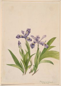 Kamm-Schwertlilie (Iris cristata)