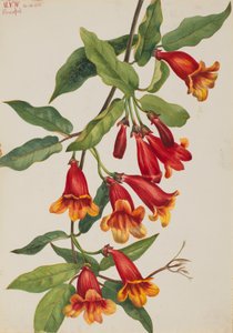 Kreuzrebe Anisostichus capreolatus, 1925