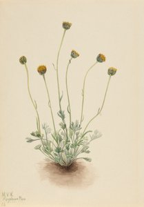 Geschnittenes Blatt Flohkraut Erigeron compositus nudus von Mary Vaux Walcott
