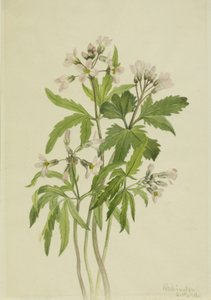 Zerschlitztes Zahnwurz Dentaria laciniata, 1918