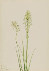 Todeskamas (Zygadenus venenosus)