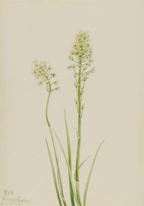 Todeskamas Zygadenus venenosus, 1923