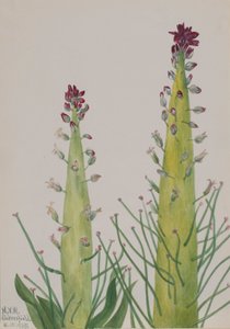 Wüstenkerze (Caulanthus inflatus)