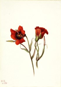 Wüsten-Mariposa Calochortus kennedyi
