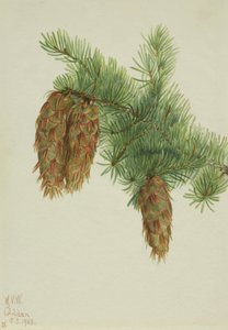 Douglasie Pseudotsuga mucronata, 1923 von Mary Vaux Walcott