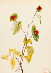 Douglas Geißblatt (Lonicera glaucescens)