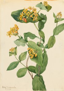 Douglas-Geißblatt (Lonicera glaucescens) von Mary Vaux Walcott