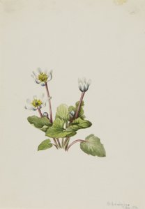Elkslip Caltha leptosepala, 1916 von Mary Vaux Walcott