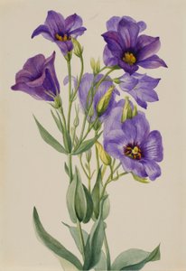 Eustoma russelianum von Mary Vaux Walcott